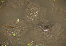 Frog on spawn, 12 March