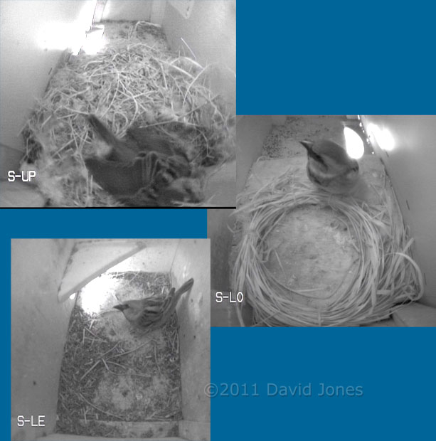 Sparrows inspect nest boxes, 13 March