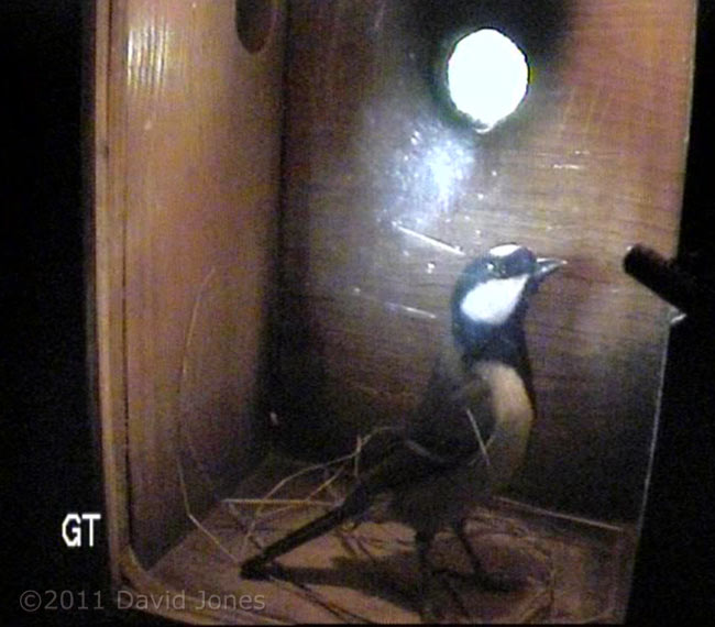 First Great Tit box inspection of the Spring, 14 March