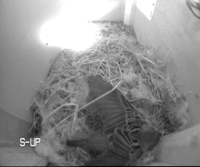 Sparrow shuffles in box SW-up, 14 March