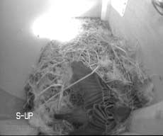 Sparrow shuffles in box SW-up, 14 March
