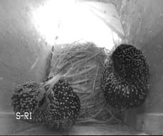 Starling pair visit box SW-ri, 14 March