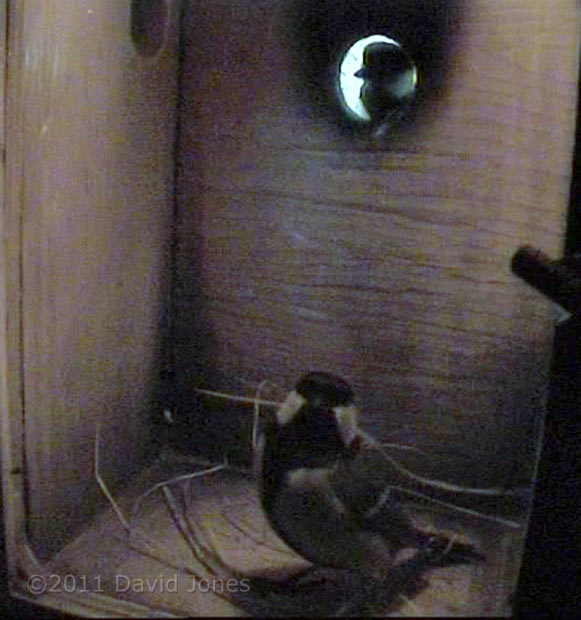 Great Tits inspect nest box, 15 March