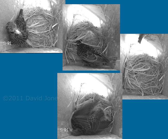 A Starling inspects box SW-ri, 15 March