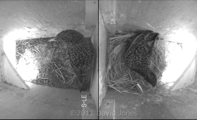 Starlings in adjacent nest boxes this morning, 15 March