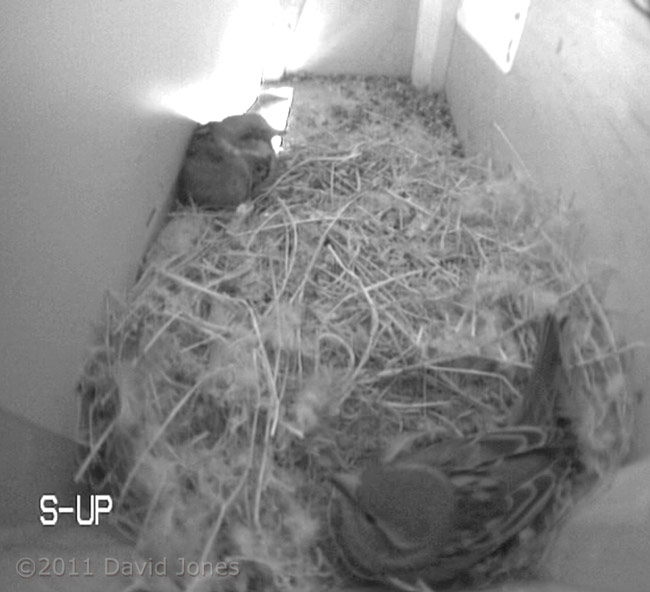 Sparrow pair in SW-up, 16 March