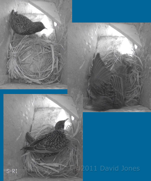 Starling in box SW-ri, 17 March