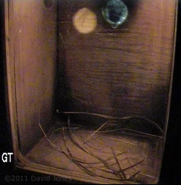 Great Tit nest box-reflected sunshine at sunset, 18 March