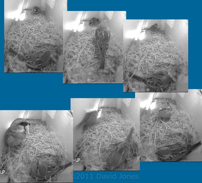 Sparrow pair - sequence, 18 March