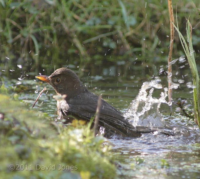 Blackbird bathes in big pond, 19 March