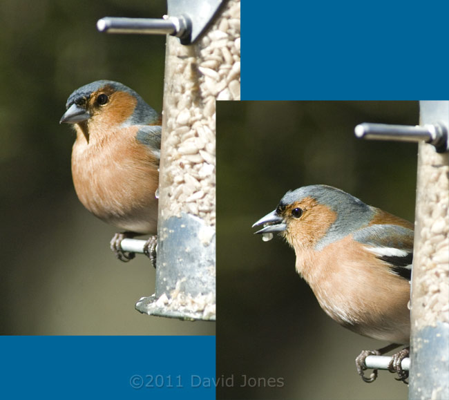 Male Chaffinch at feeder, 19 March