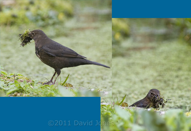 Blackbird collects moss from side of pond, 20 March