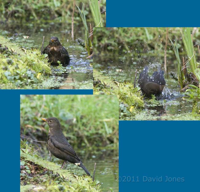 Blackbird bathes in pond, 20 March