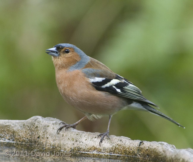 Male Chaffinch at side of bird bath, 20 March