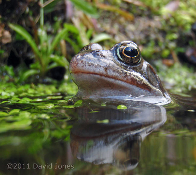 Frog looks out of the big pond, 21 March