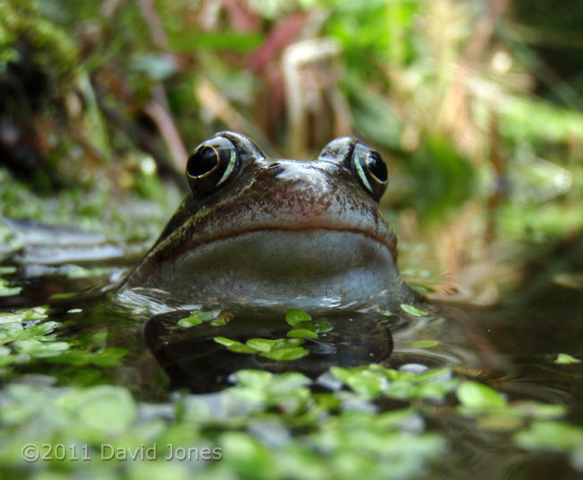 Frog looks out of the big pond, 21 March - 2