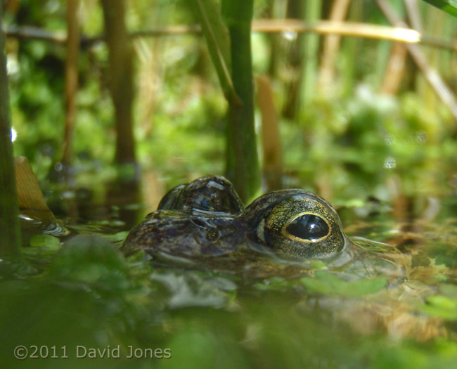 Frog remains largely submerged, 21 March