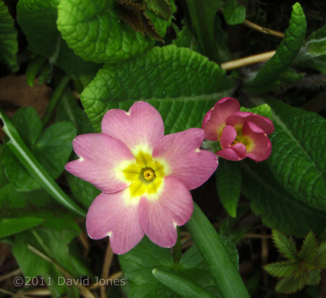 First pink Primrose of the year, 20 March