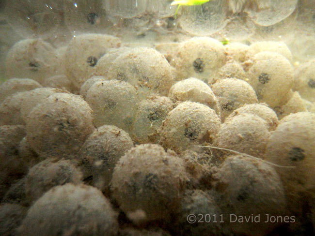 Frogspawn coated with clay in big pond, 21 March