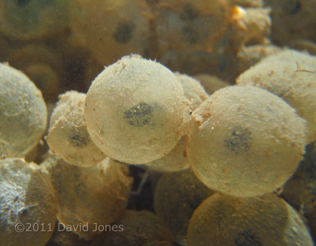 Frogspawn coated with clay in big pond : close-up, 21 March