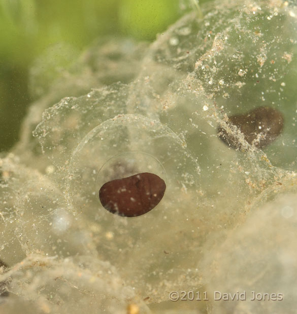 Frogspawn in aquarium, 21 March