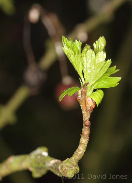Hawthorn buds start to open, 22 March