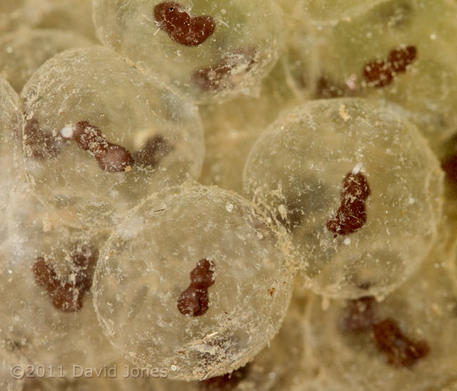 Developing frogspawn, 22 March