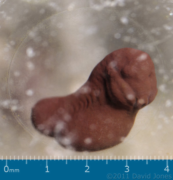 developing frog embryo, 22 March