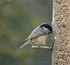 A Coal Tit at the sunflower feeder, 23 March