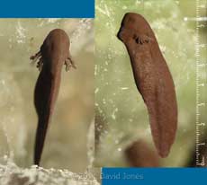 Newly emerged tadpoles - showing external gills, 25 March