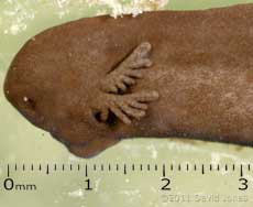 Newly emerged tadpole - close-up, 25 March