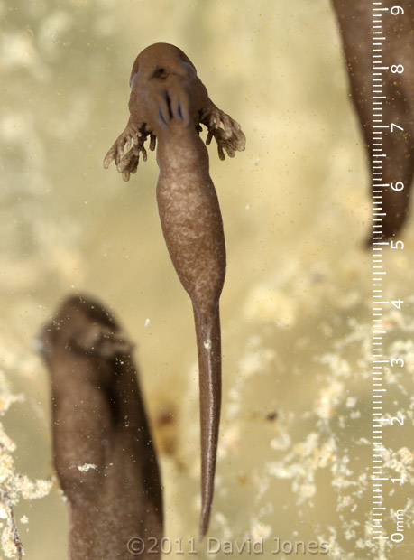 Tadpole - ventral view, 26 March