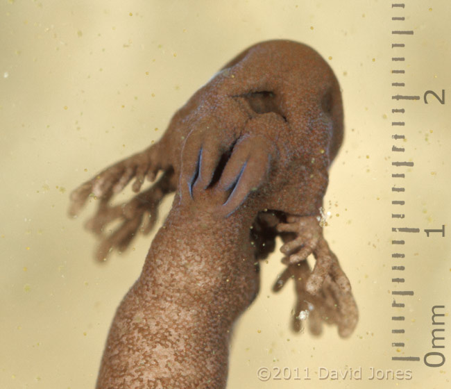Tadpole - close-up of head, 26 March