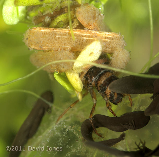 Caddis Fly larva (poss. Limnephilus lunatus) grabs tadpole, 27 March