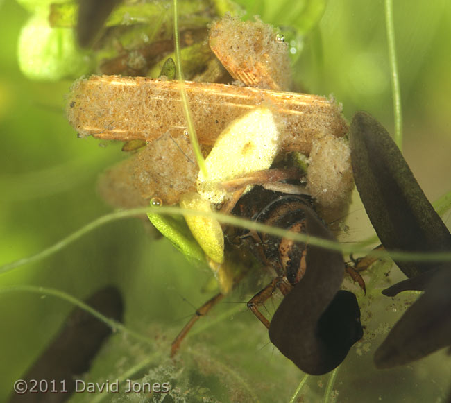 Caddis Fly larva (poss. Limnephilus lunatus) - tadpole struggles to escape, 27 March