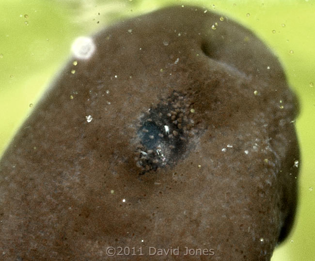 Tadpole, showing emergence of eye - close-up, 30 March