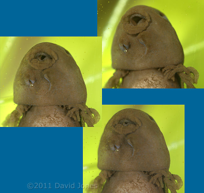 Tadpole head showing movement of mouth, 31 March