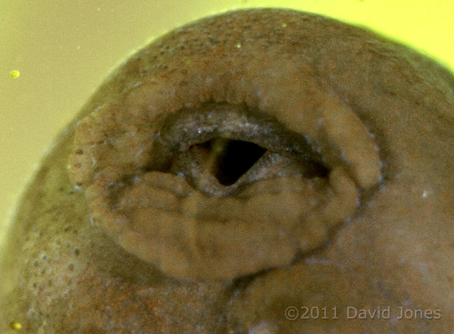Tadpole: close-up (1) of mouth, 31 March