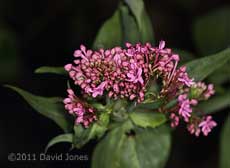 First Red Valarian to flower in 2010, 2 May