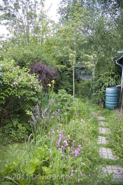 The garden on our return from holiday, 23 May