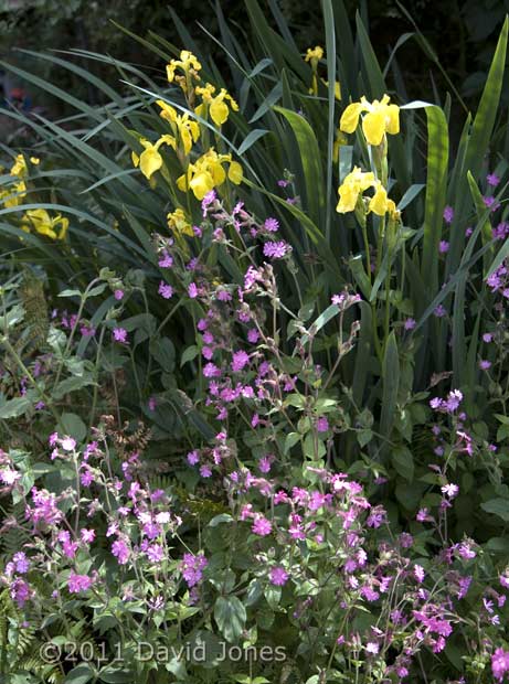 Flag Irises flower behind the Red Campions, 23 May