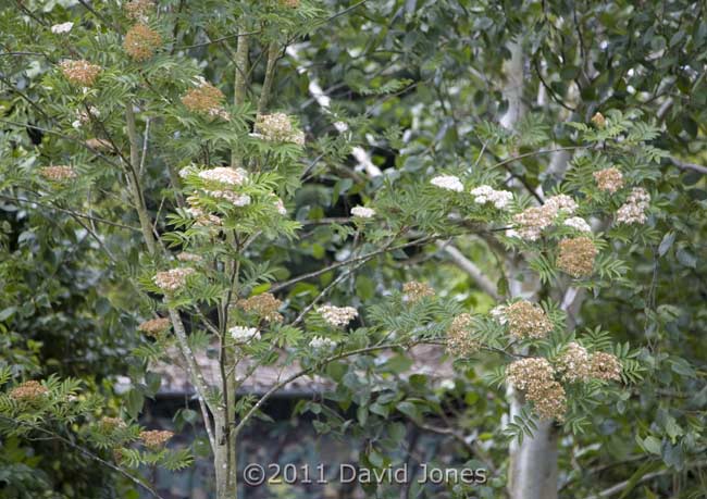 The last of the Rowan flowers, 23 May