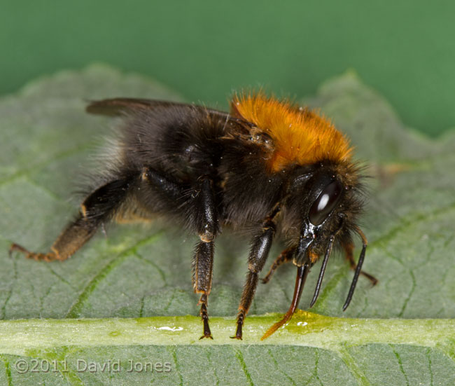 Bumblebee (Bombus hypnorum) feeds on honey and water, 29 May