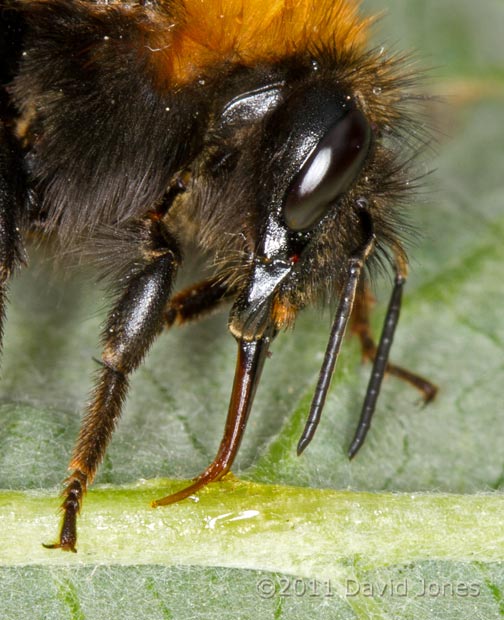 Bumblebee (Bombus hypnorum) feeds on honey and water - close-up, 29 May