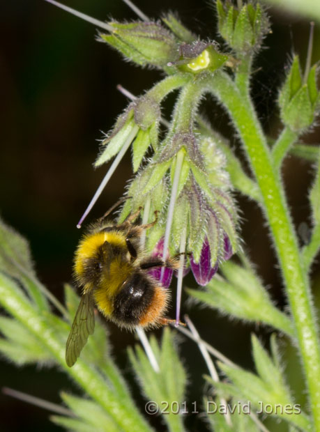 Early-nesting Bumblebee feeds through hole in corolla of Comfrey flower, 29 May