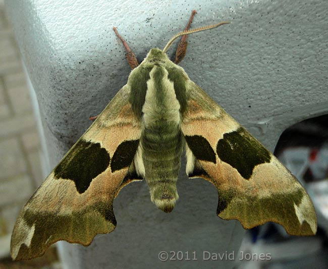 Lime Hawkmoth on rubbish bin - 1, 8 May