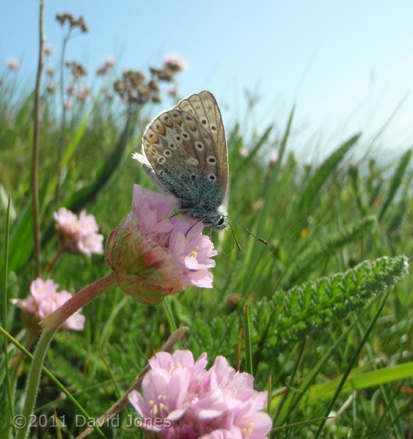 Common Blue butterfly on Thrift, Pistil Meadow, Lizard Point - 2, 9 May