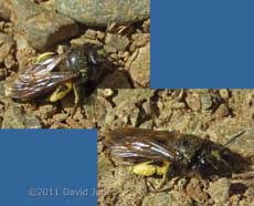 Mining bee by cliff edge, Pistil Meadow, Lizard Point, 9 May