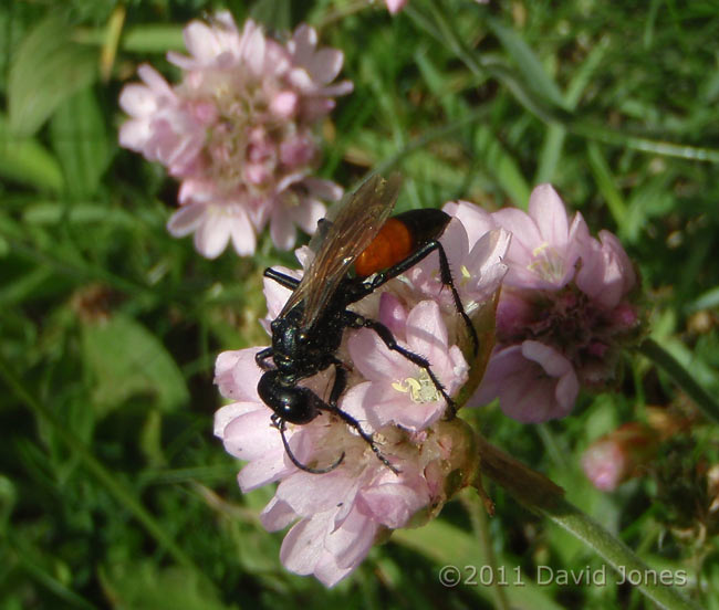 Digger Wasp (poss. Larra anathema ) on Thrift, Pistil Meadow, Lizard Point - 1, 9 May