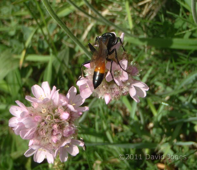 Digger Wasp (poss. Larra anathema ) on Thrift, Pistil Meadow, Lizard Point - 2, 9 May